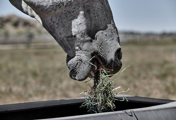 Horses eating