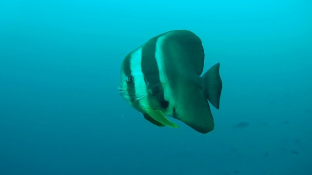 Orbicular batfish (Platax orbicularis) swims in the blue water, Indian Ocean, Maldives
