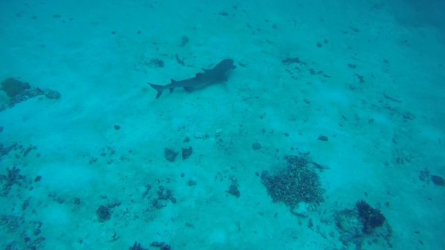 whitetip reef shark (Triaenodon obesus) on the sandy bottom, Indian Ocean, Maldives
