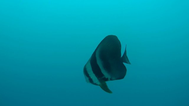 Orbicular batfish (Platax orbicularis) swims in the blue water, Indian Ocean, Maldives
