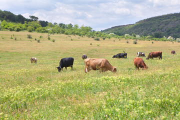 cows on the meadow