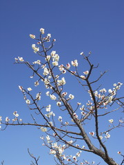 青空と白梅