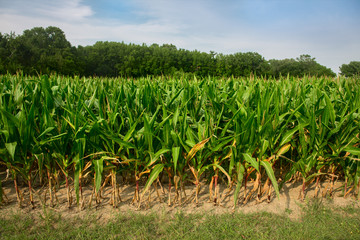 Green corn field growing up against blue sky