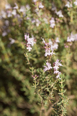 Rosemary shrub