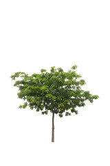 Fototapeta na wymiar Stock Photo:.Green beautiful and young eucalyptus tree isolated