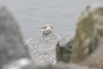 Sanderling