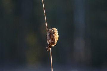 Northern Pygmy Owl