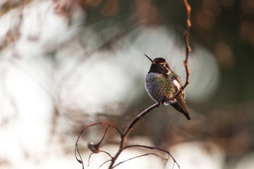 Anna's Hummingbird