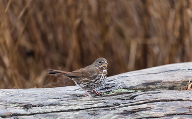 Fox Sparrow
