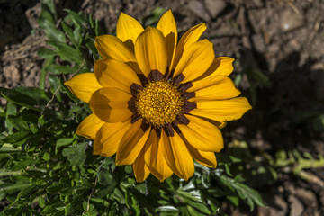 Gazania