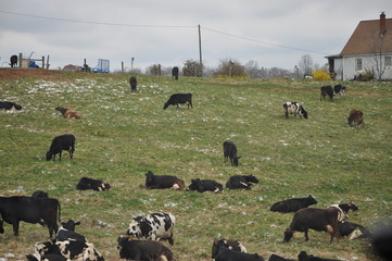 Farm Milking Cows