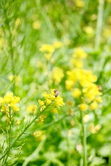 Bee and Chinese Cabbage Flower