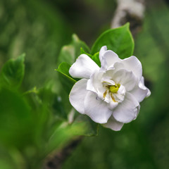 White tropical flower  in Topes de Collantes, Cuba