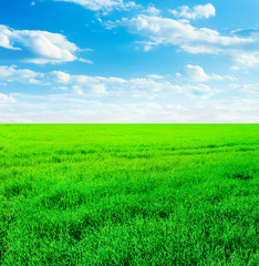 Fototapeta na wymiar Background image of lush grass field under blue sky