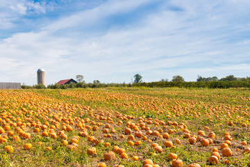 Fototapeta na wymiar Pumpkin field in a country farm, autumn landscape.