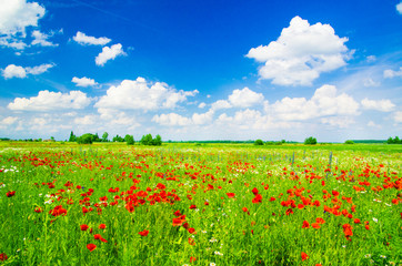 Vivid poppy field