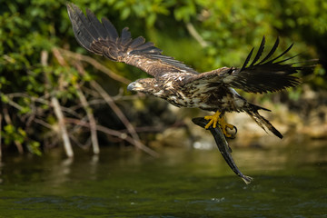 Weißkopfseeadler mit Fisch in den Fängen