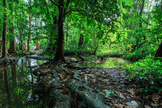 ropical rain forest, selva
