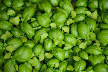 Fresh green basil leaves