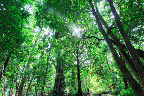 Selvas rain forests