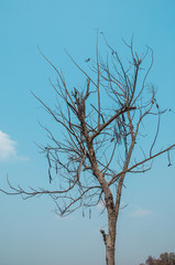 Dry tree