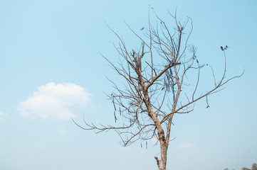 Dry tree