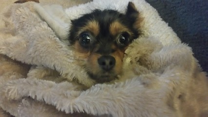 Puppy wrapped in blanket