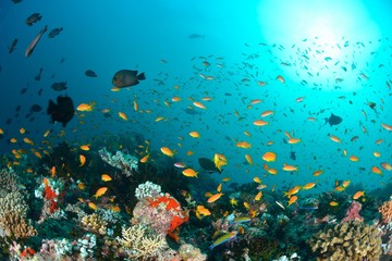 モルディブの海