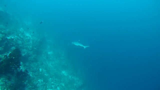 whitetip reef shark (Triaenodon obesus) floating in the water column, Indian Ocean, Maldives
