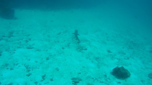 whitetip reef shark (Triaenodon obesus)on the sandy bottom, Indian Ocean, Maldives
