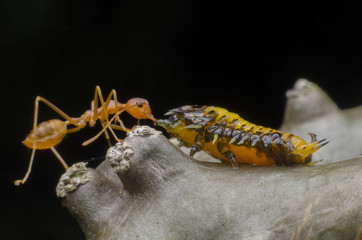 Obraz premium ant