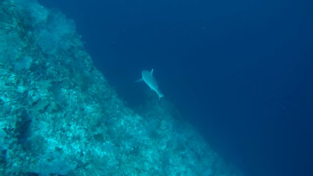 grey reef shark (Carcharhinus amblyrhynchos) with remora fish swimming in the water, Indian Ocean, Maldives