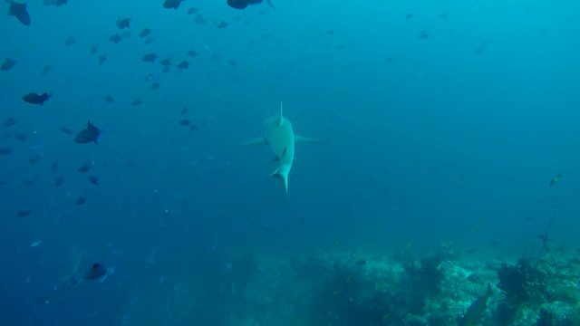 grey reef shark (Carcharhinus amblyrhynchos) swim in a school of  Red-toothed triggerfish (Odonus niger), Indian Ocean, Maldives       
