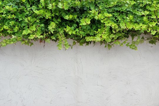White Plastered Wall With Green Hedge, Background © Alex