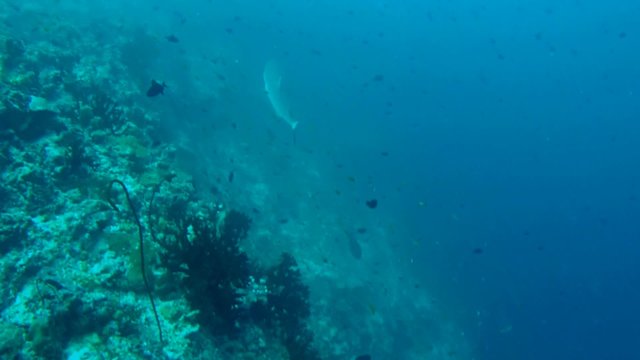 grey reef shark (Carcharhinus amblyrhynchos) stops for cleaning, Indian Ocean, Maldives
