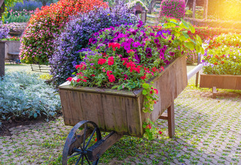 Colorful of petunia flowers on trolley wooden in garden