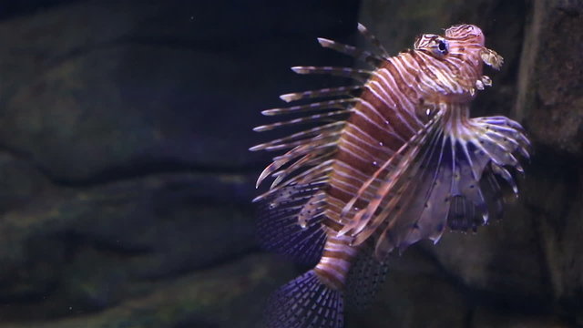 Red lionfish is a venomous, coral reef fish in family