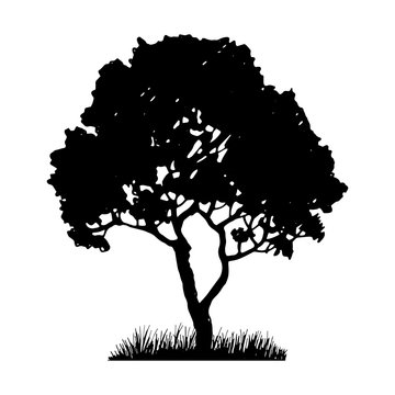 Tree and grass silhouette