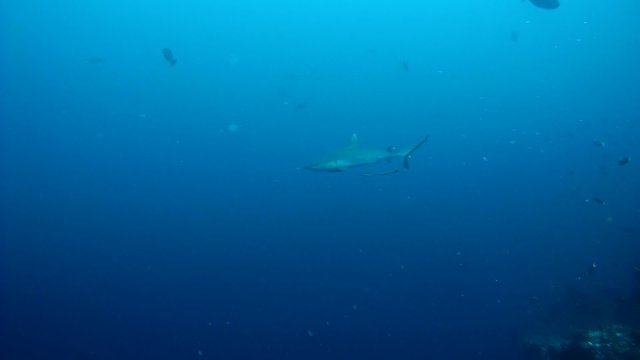grey reef shark (Carcharhinus amblyrhynchos) with remora fish swimming in the water, Indian Ocean, Maldives
