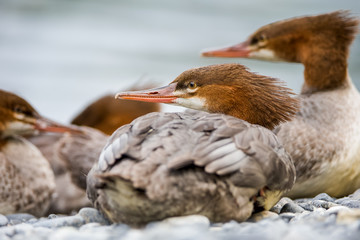 Gänsesägerfamilie