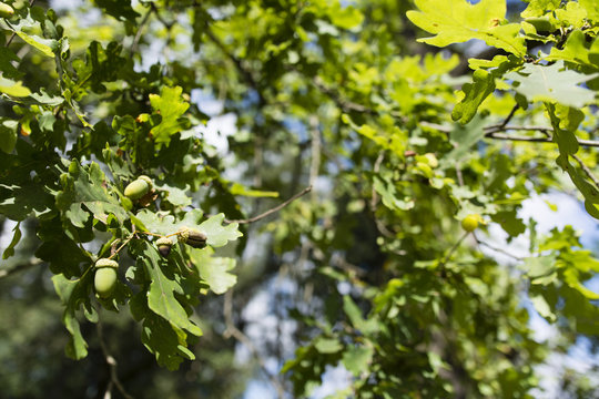fruit green oak tree - Acorn