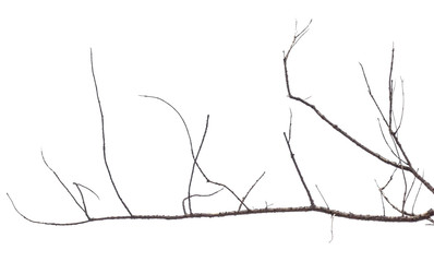  branche morte sur fond blanc 