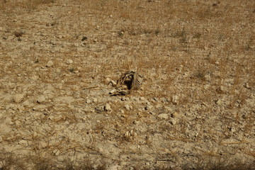 carcasse de mouton dans un champ desséché