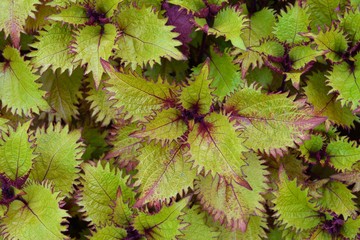 Coleus 'Henna'