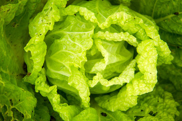 Planting organic cabbage