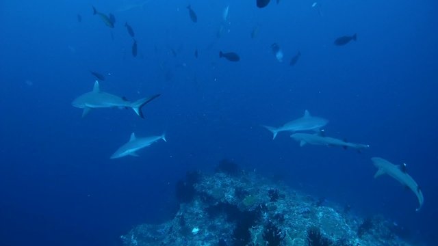 Three grey reef shark (Carcharhinus amblyrhynchos) and whitetip reef shark (Triaenodon obesus) circling over the coral reef, Indian Ocean, Maldives    
