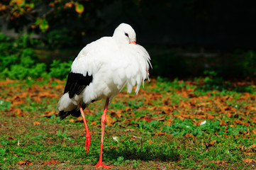 Cicogna Bianca in primo piano, cicogna mangia sul prato, cicogna closeup
