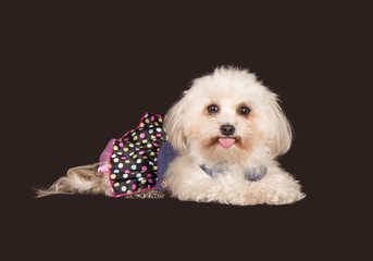 Havaneser Hund mit Kleid