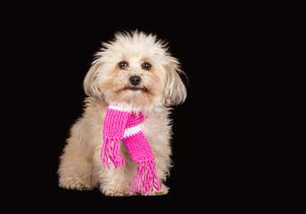 Hund, Havaneser mit Schal
