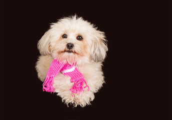 Hund, Havaneser mit Schal